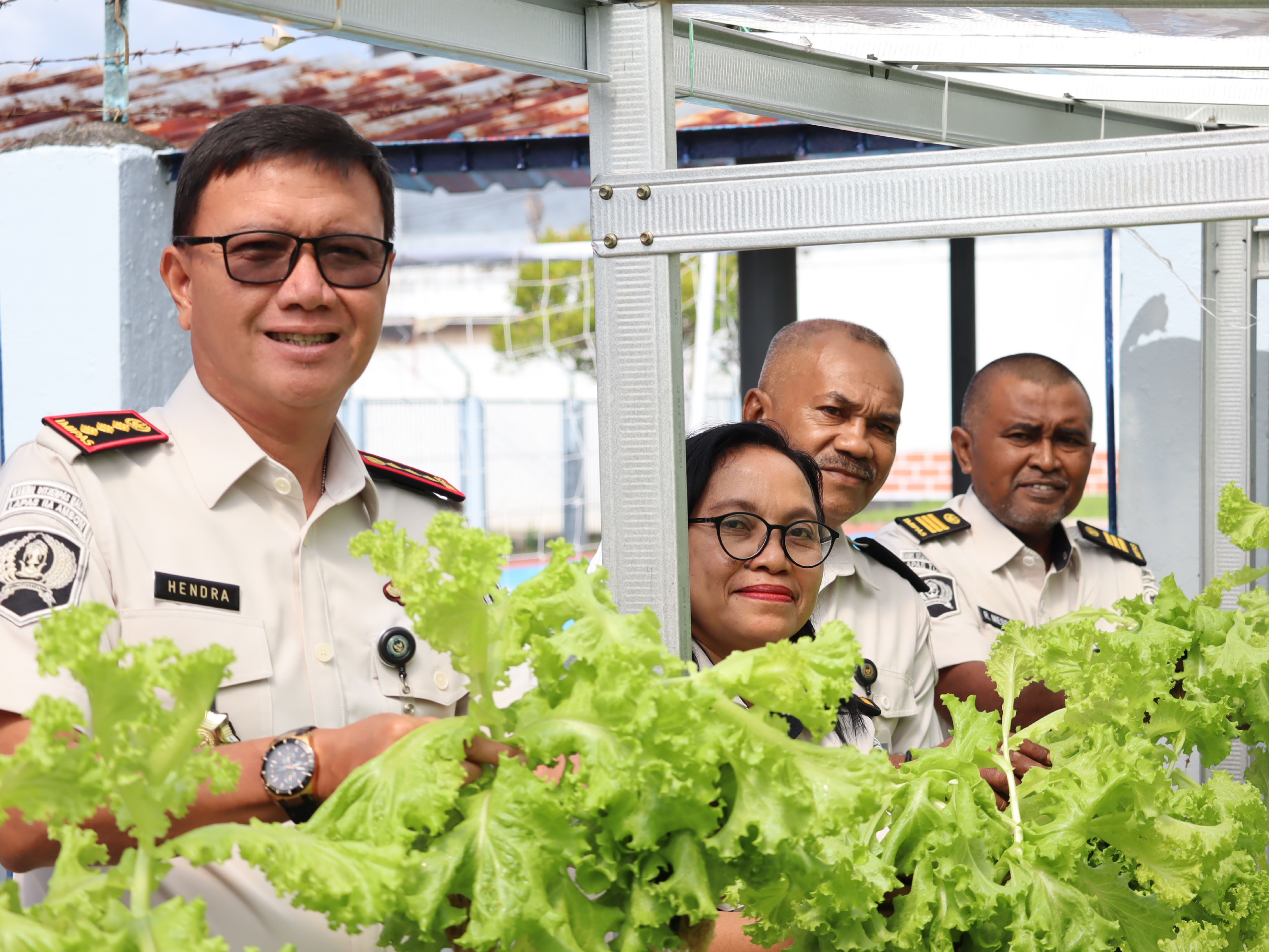 Kontribusi Terhadap Ketahanan Pangan, Lapas Ambon Kembali Panen 25 Ikat Selada