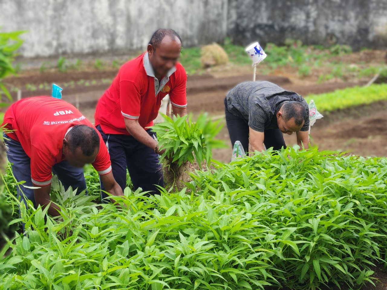 Lapas Tual Panen 29 Kg Kangkung, Wujud Sukses Pembinaan Kemandirian Warga Binaan