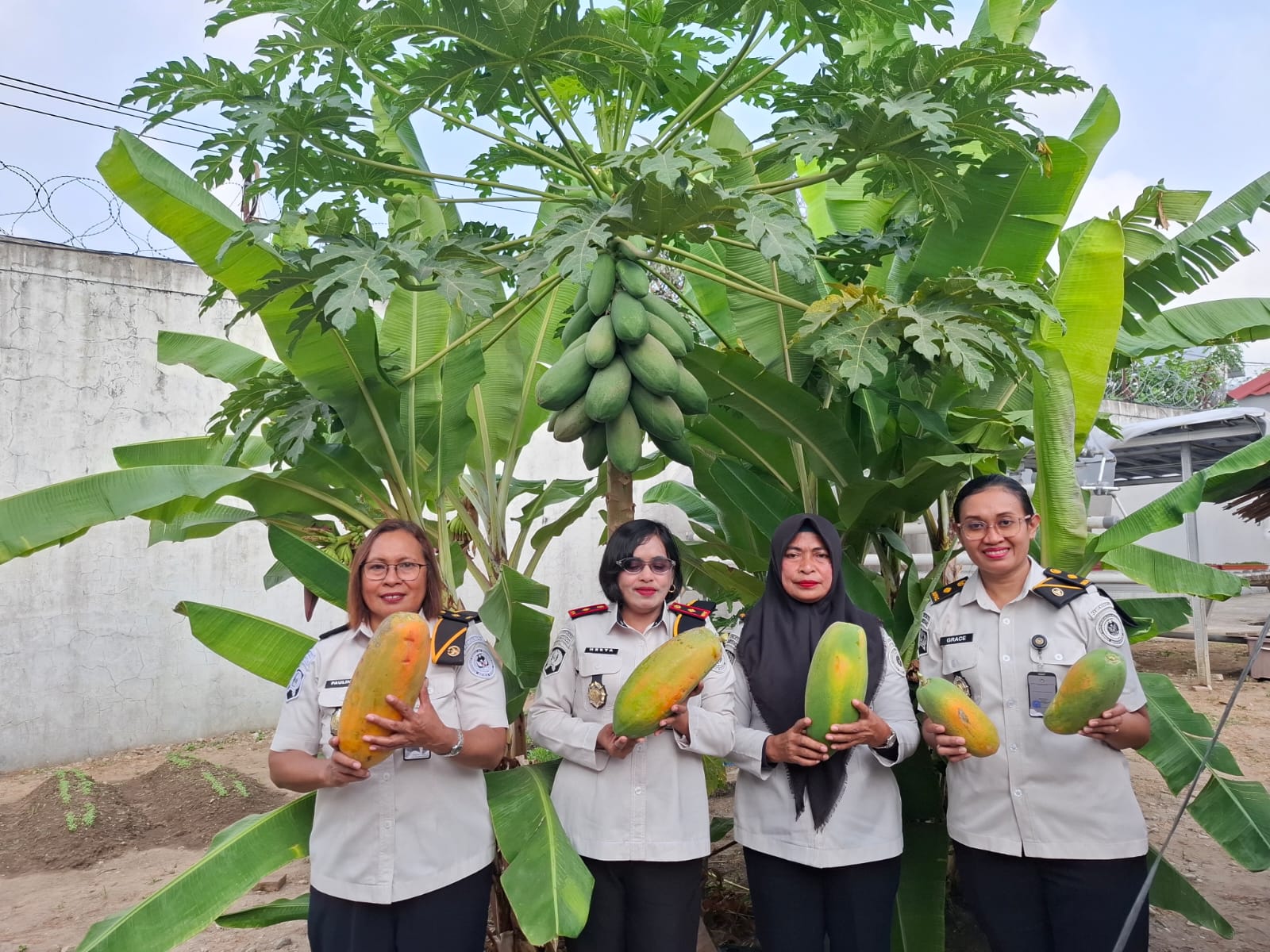 Hasilkan Buah Berkualitas, Lapas Perempuan Ambon Panen Pepaya California