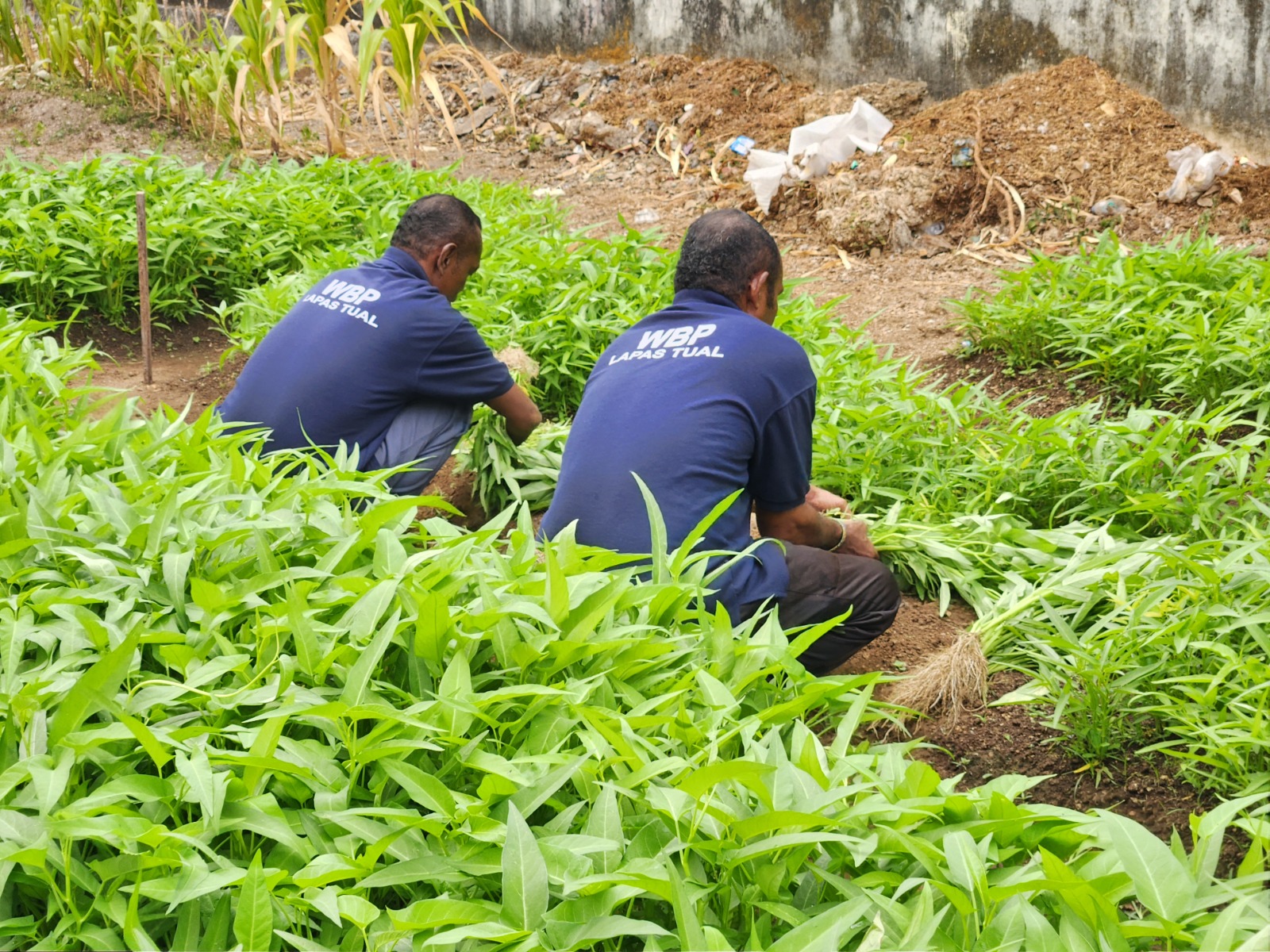 Wujud Ketahanan Pangan, Lapas Tual Panen 26 Kg Kangkung!